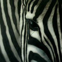 aerograf airbrush zebra